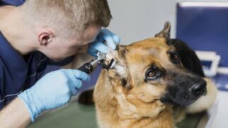 Atendimentos serão conduzidos por professores do curso de Medicina Veterinária da instituição
