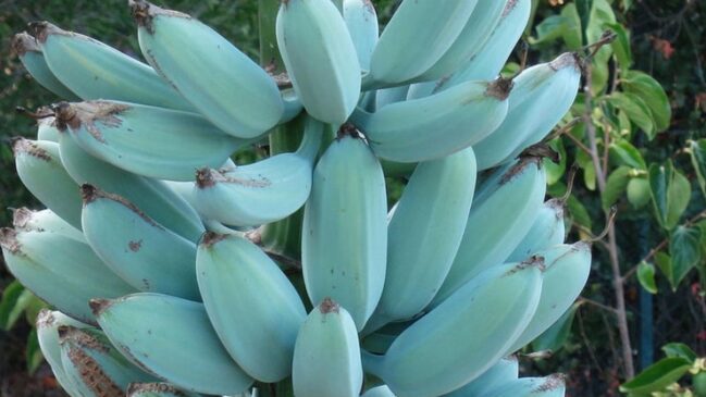 A Blue Java ainda é uma raridade no Brasil, sendo mais comum em regiões tropicais fora do país.