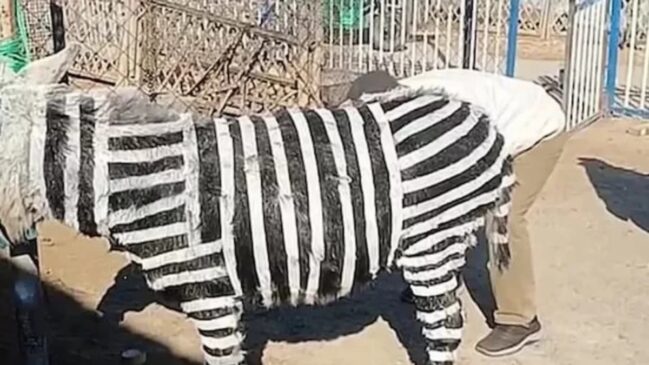De acordo com o parque, tudo não passou de uma jogada de marketing