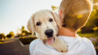 Pet Park do Mooca Plaza Shopping recebe 1ª edição do Festivau Au Au PremieRpet!