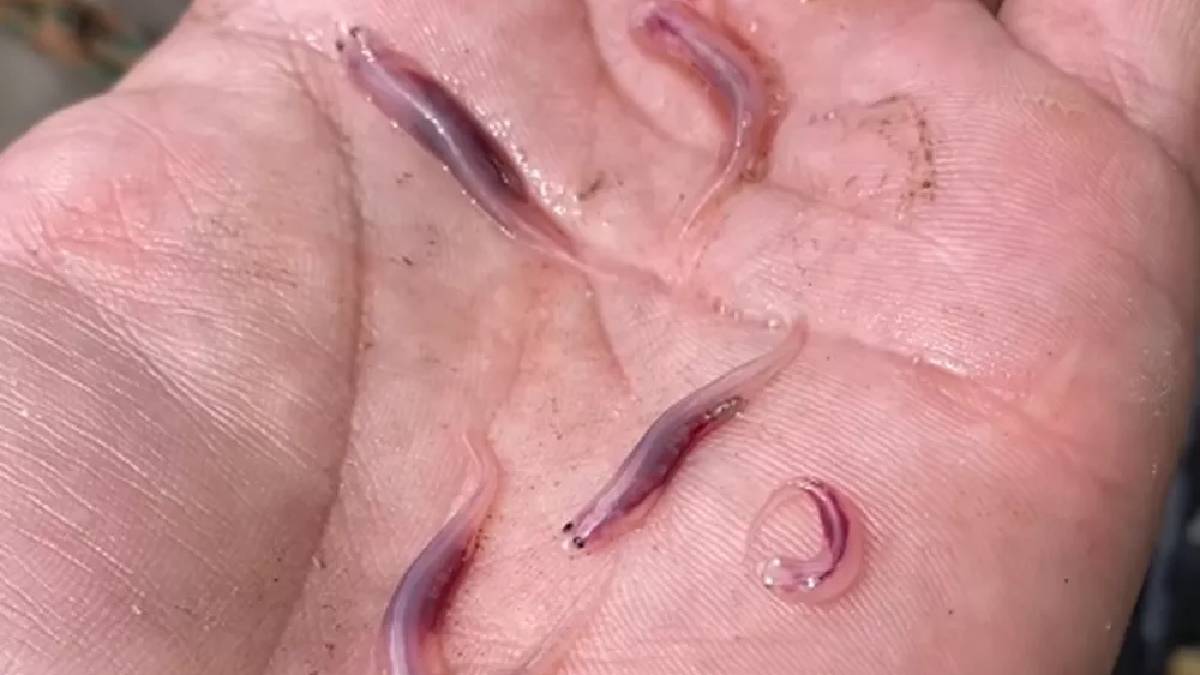 Conhecido como 'peixe-vampiro', o candiru é um animal típico do Amazonas, que têm assustado muitos brasileiros