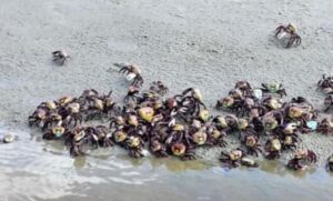 Caranguejos-uça foram flagrados em praias de Bertioga, no litoral sul de São Paulo