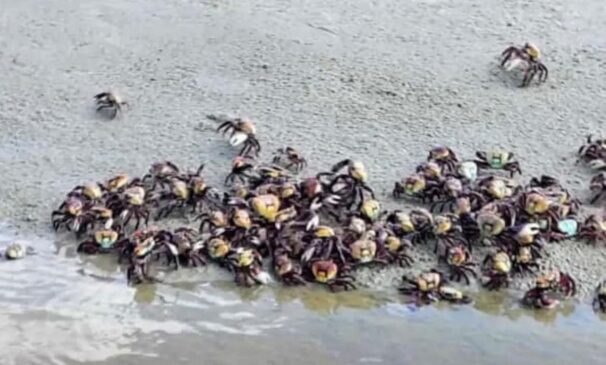 Caranguejos-uça foram flagrados em praias de Bertioga, no litoral sul de São Paulo
