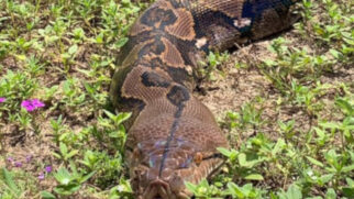 Maior serpente do mundo pode ser visitada na capital paulista (ilustração)