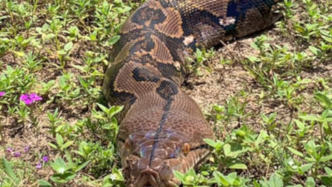 Maior serpente do mundo pode ser visitada na capital paulista (ilustração)