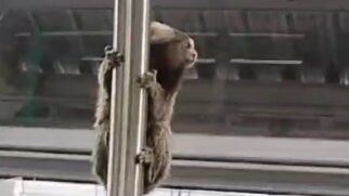Sagui foi resgatado por agente e solto em área de mata