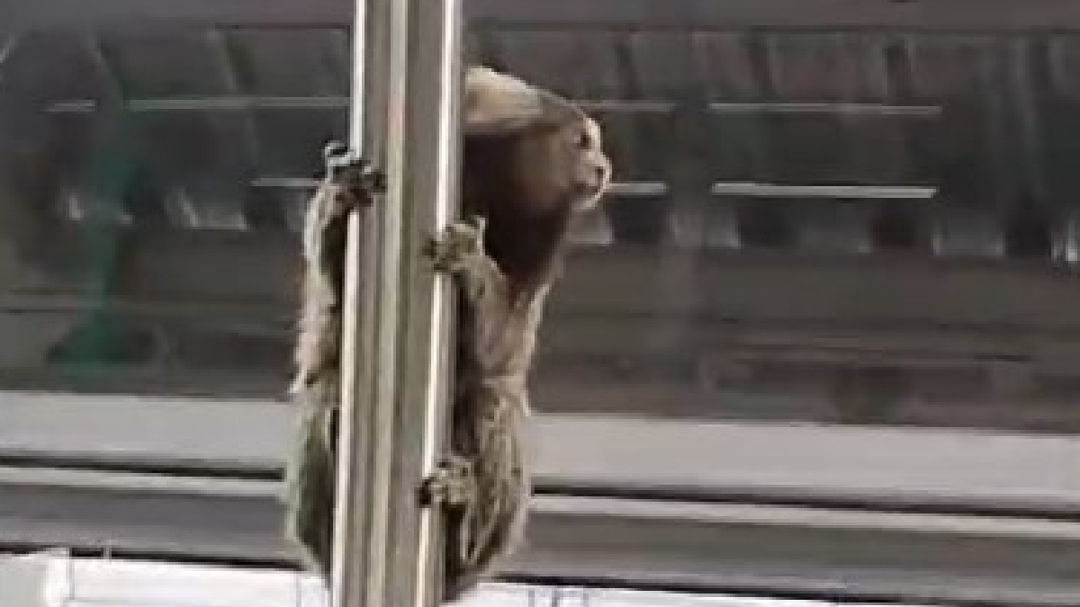 Sagui foi resgatado por agente e solto em área de mata