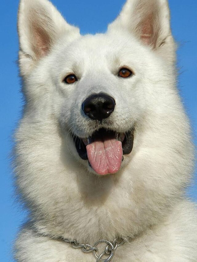 7 sinais de que seu cachorro está realmente feliz convivendo com você