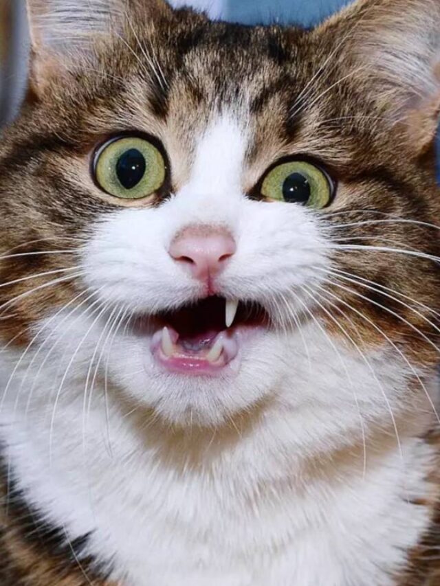 Veja fotos de Rexie, gato mais expressivo do mundo