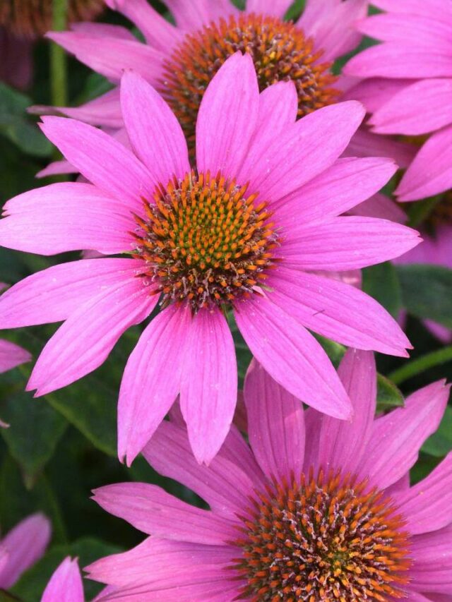 10 nomes inspirados em flores; veja se o seu é