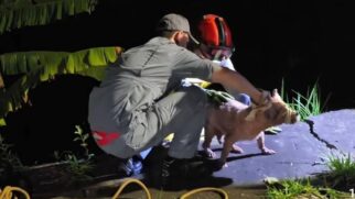Animal estava molhado e assustado quando foi resgatado