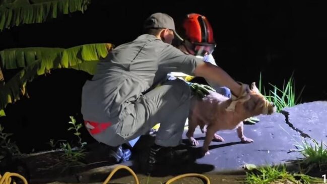 Animal estava molhado e assustado quando foi resgatado