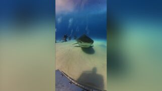 Caso inusitado ocorreu no início do mês, durante um mergulho na Tiger Beach
