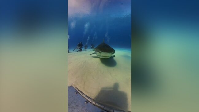 Caso inusitado ocorreu no início do mês, durante um mergulho na Tiger Beach