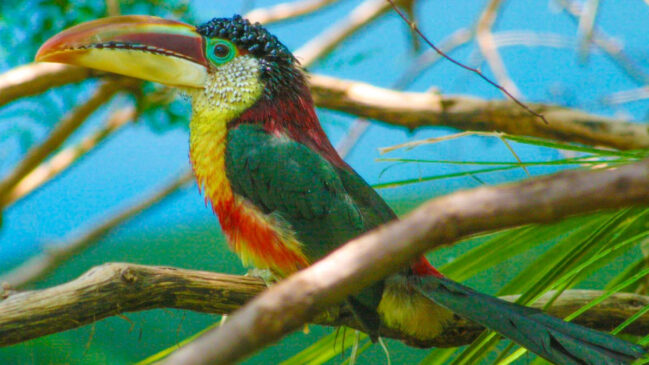 Araçari-mulato parece um tucano só que menor; beleza chama a atenção