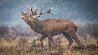 "O Veado da Chuva" por Paul Browning