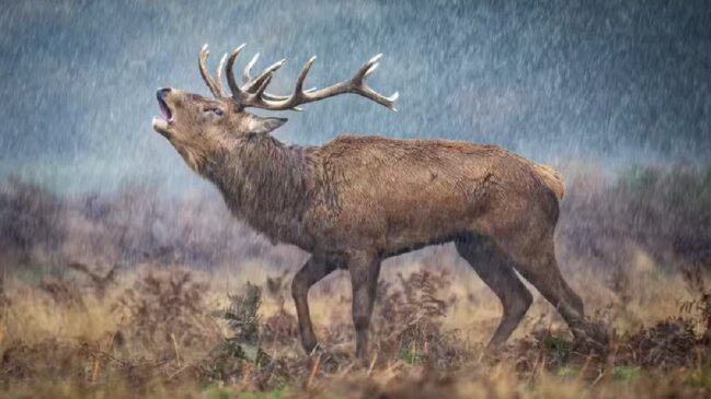 "O Veado da Chuva" por Paul Browning