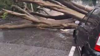Diversas árvores caíram em São Paulo por conta dos ventos fortes