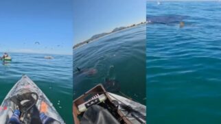 Tubarões foram atacar um cardume de manjubinha próximo aos pescadores