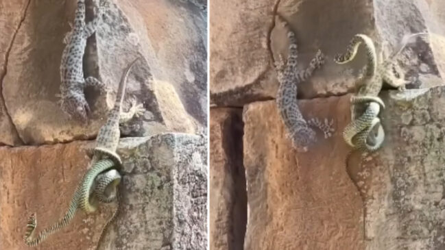 Briga entre cobra e dois lagartos viraliza na internet