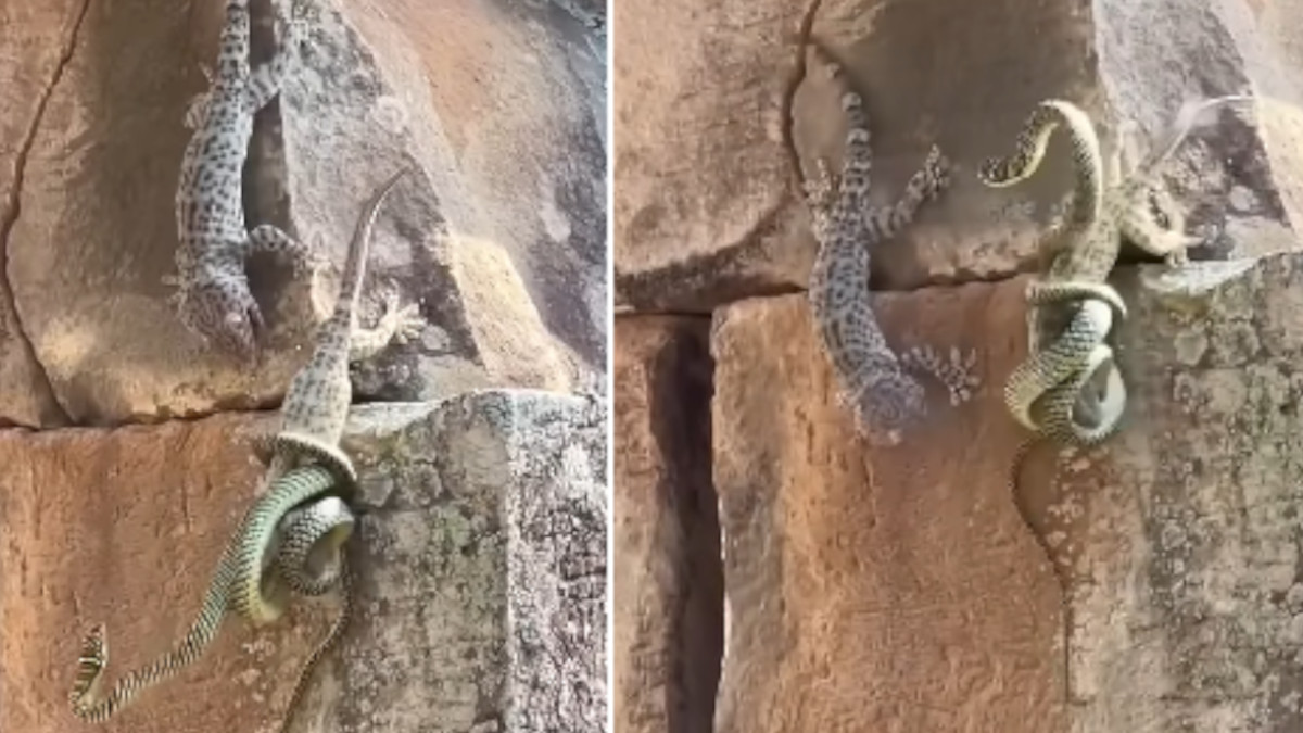 Briga entre cobra e dois lagartos viraliza na internet