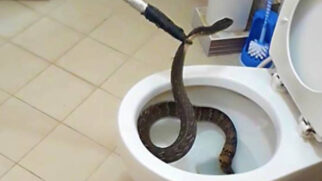 Píton no Vaso? Veja a história do homem é picado em banheiro