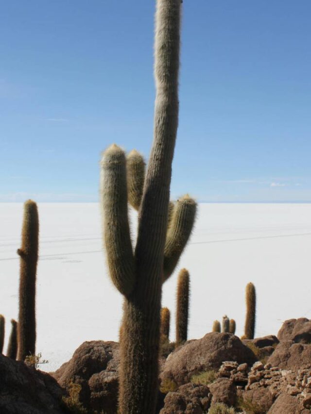 Maior deserto de sal do mundo fica na América Latina