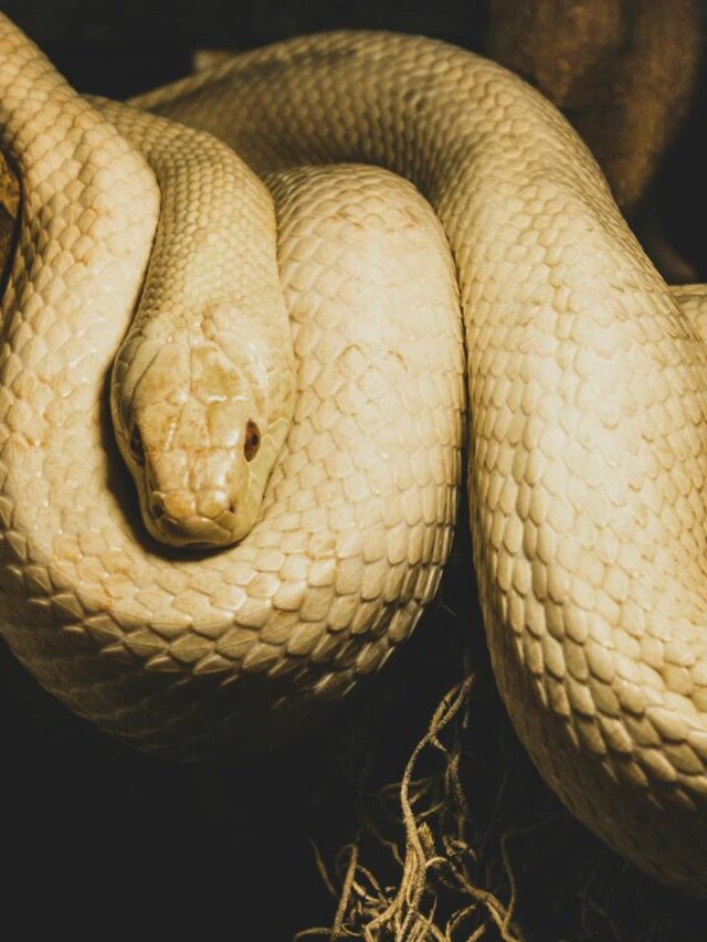 Maior cobra do mundo vive na capital paulista