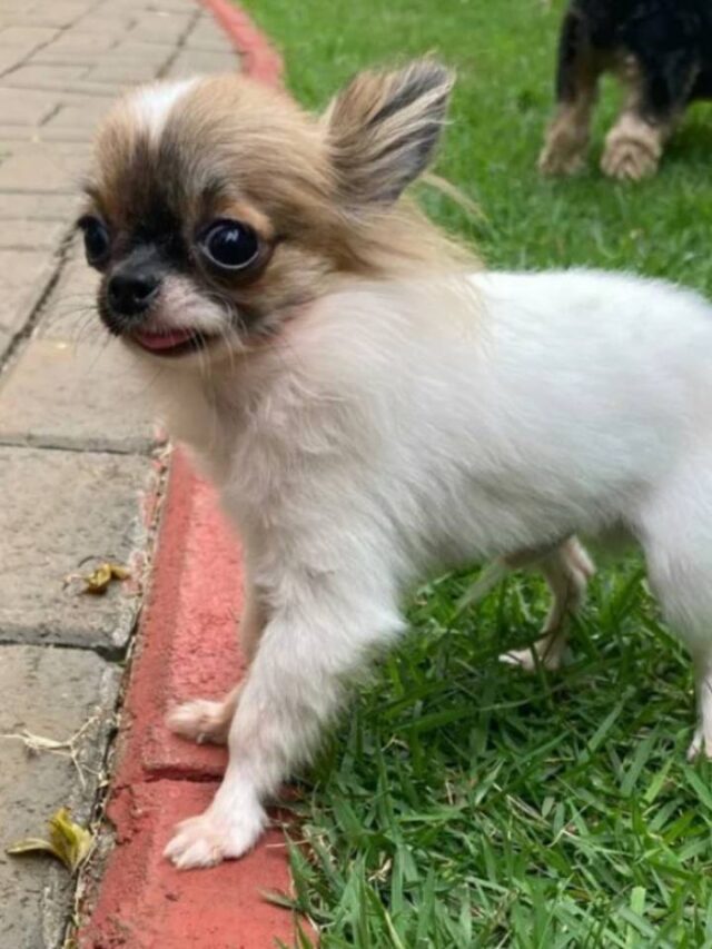 Cão de Guarulhos é eleito o menor do Brasil