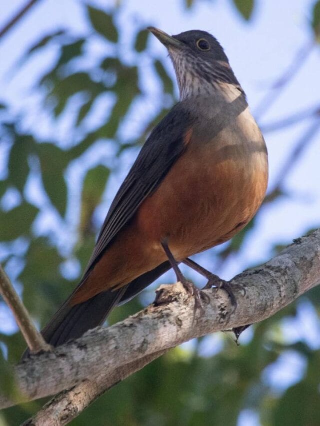 Esses são os 5 cantos de aves mais bonitos do Brasil