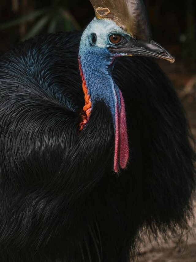 Pássaro mais perigoso do mundo pode pesar mais de 60 kg