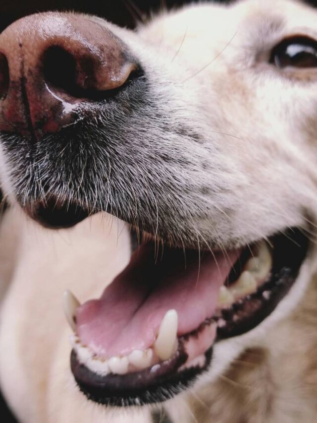 Aprenda a prestar primeiros socorros para cães e gatos