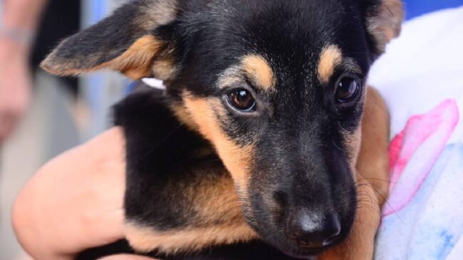 Na edição de janeiro, 155 animais estavam para adoção, enquanto em fevereiro foram 171