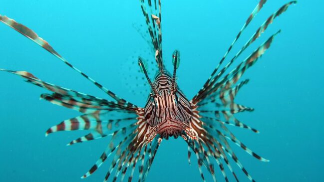 Natural da Ásia, uma espécie de peixe, conhecida como peixe-leão, está trazendo riscos para o litoral brasileiro