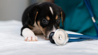 Após qualquer emergência, é preciso levar o animal a um hospital veterinário para avaliação profissional