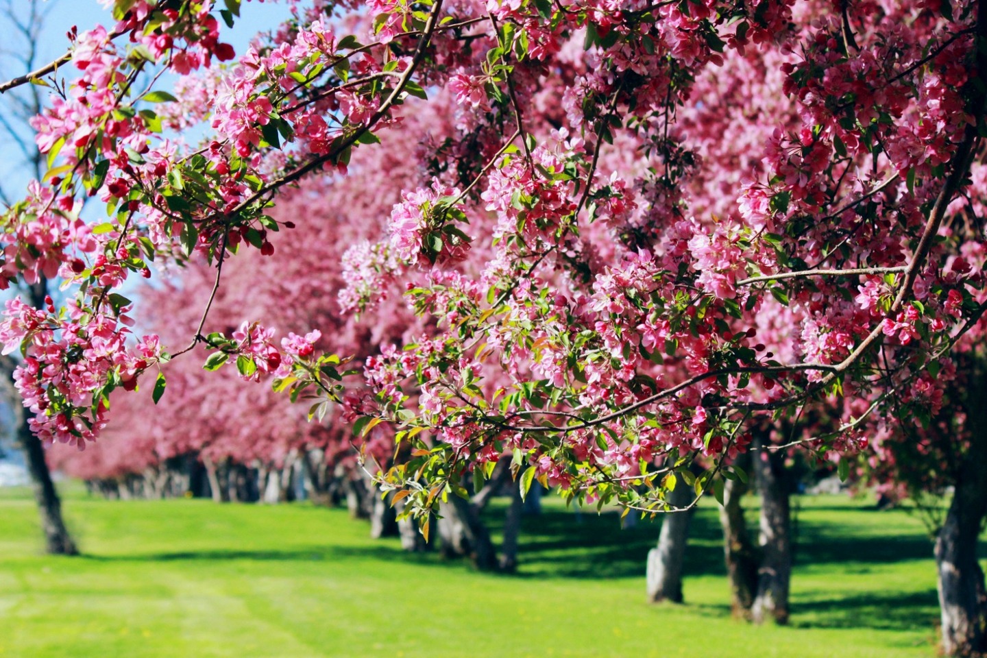 No Japão, a época de grandeza da cerejeira ocorre na primavera, devido à temperatura agradável em grande parte do país, nem quente, nem frio. Reprodução/Jessica-Fadel-Unsplash