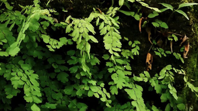 Moringa oleifera; planta é considerada um superalimento