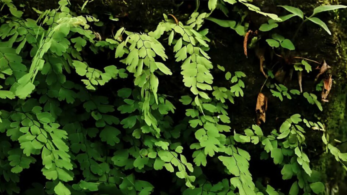 Moringa oleifera; planta é considerada um superalimento