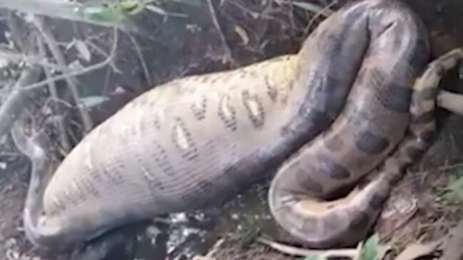 Na foto, sucuri faz digestão de capivara