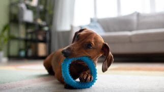 Confira as 6 dicas para tirar o seu pet do tédio e garantir o bem estar