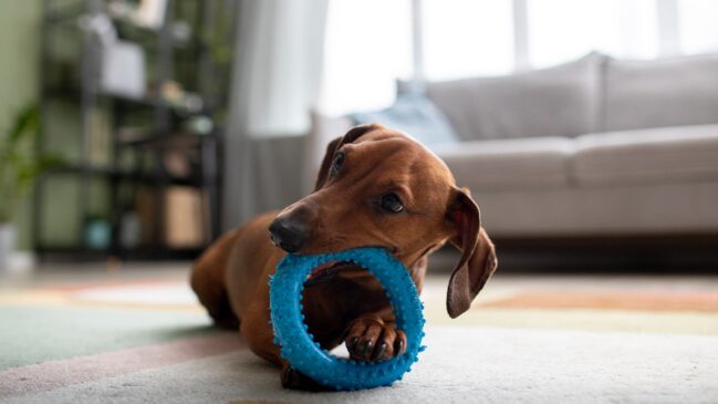 Confira as 6 dicas para tirar o seu pet do tédio e garantir o bem estar