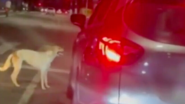 Cachorro foi abandonado pelo tutor em uma avenida de Santos