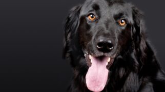 Cães trazem sentimentos de conforto e familiaridade.