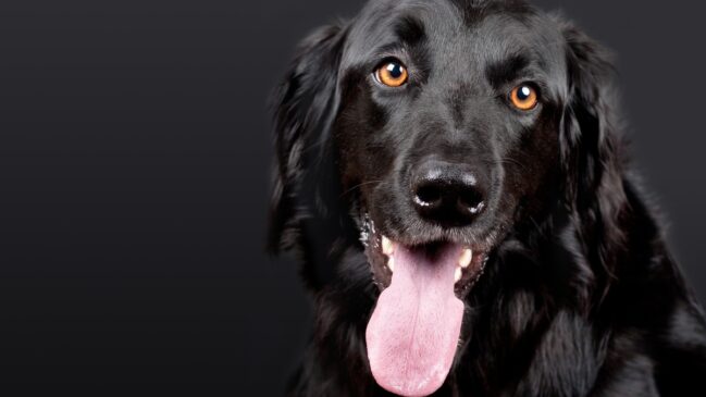 Cães trazem sentimentos de conforto e familiaridade.