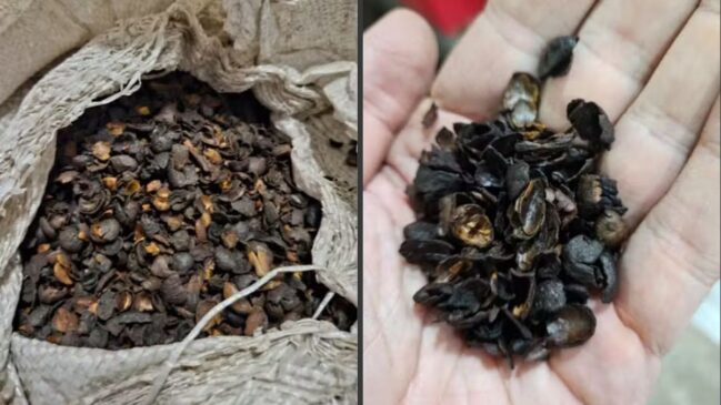 Matéria-prima apreendida pelo Ministério do Agricultura em estabelecimentos que produzem "pó sabor café"