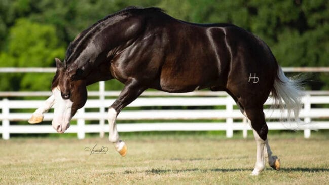 Seus pais são Gunnatrashya, campeão do NRHA Open Futurity, e Snip O Gun, produtora líder da NRHA. /Foto: Divulgação/Haras Monte Sião