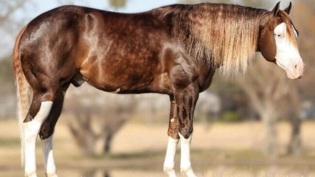 Cavalo é 1.600 vezes mais caro que o carro mais barato do Brasil, o Renault Kwid E-Tech. /Foto: Divulgação/Haras Monte Sião