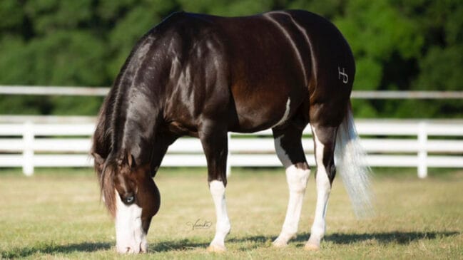 Gênesis 66 está avaliado em R$ 160 milhões. /Foto: Divulgação/Haras Monte Sião