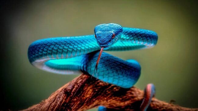 Víbora é considerada rara mesmo em seu habitat natural.