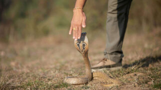 Ilha das cobras